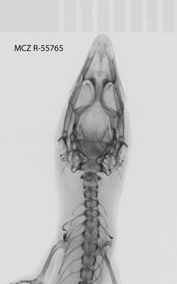 Media type: image;   Herpetology R-55765